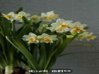 如皋晟东物流有限公司