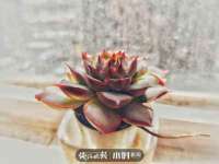 如皋晟东物流有限公司