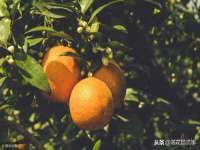 如皋晟东物流有限公司
