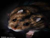 如皋晟东物流有限公司